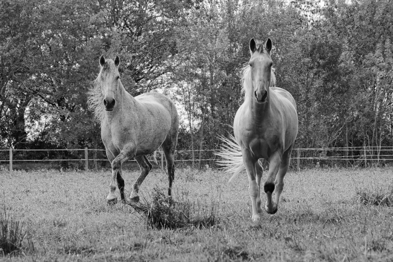 RELAIS EQUESTRE DU HARAS SAINT THOMACAIS